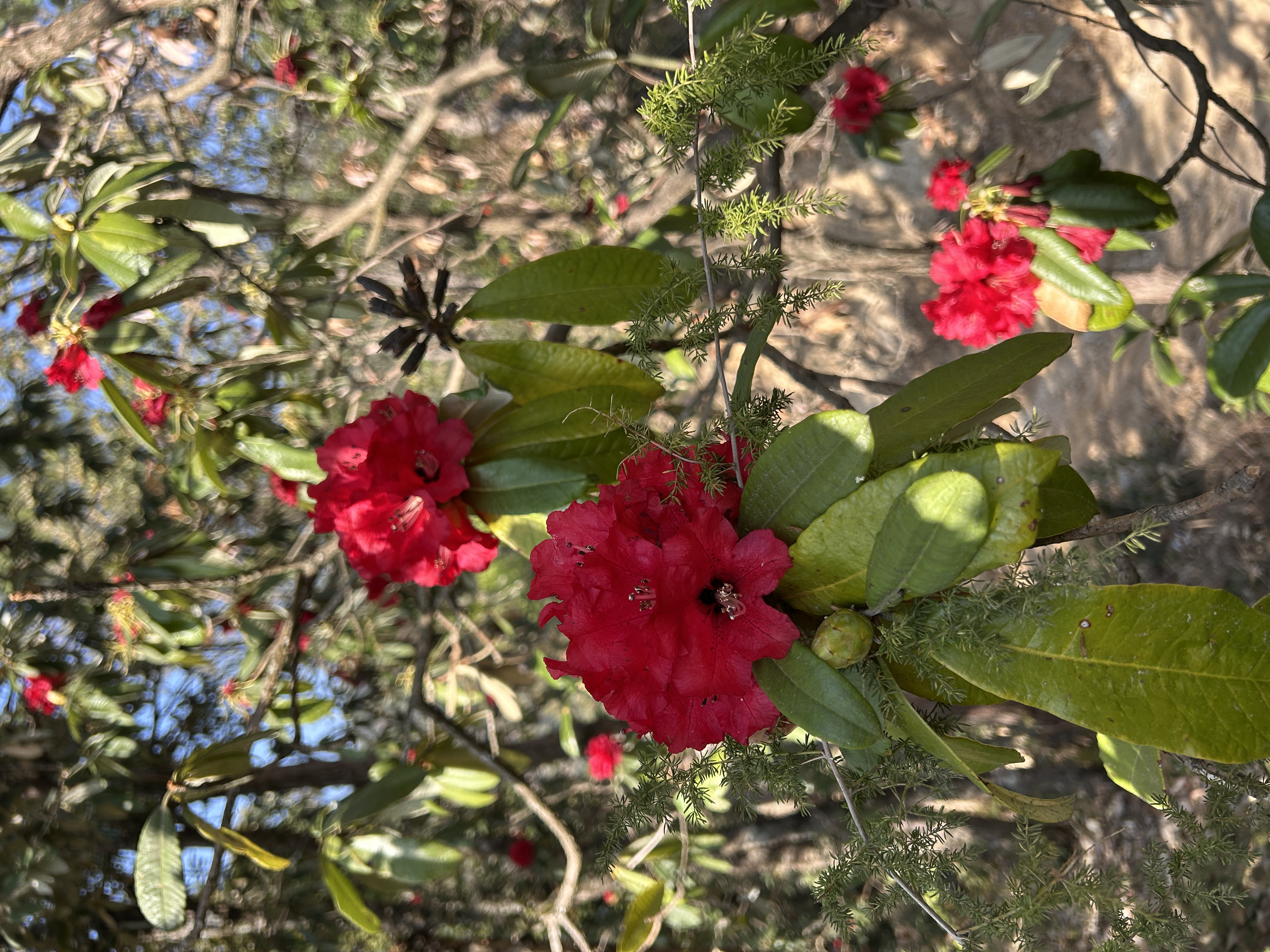 Buransh flower